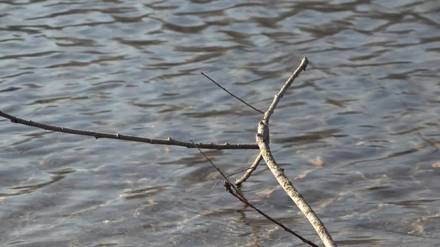 ramo spezzato sopra l'acqua