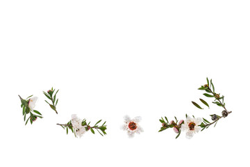 isolated white manuka flowers and twigs on white background with copy space above