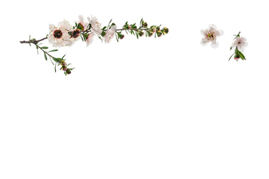 white manuka tree flowers on white background with copy space below