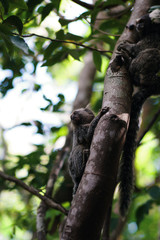 Monkey on a tree