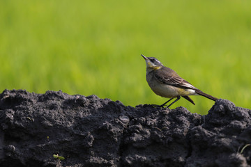 Grey Wagtail (Motacilla cinerea)