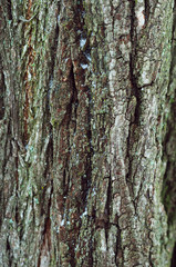 Fototapeta premium Background from textura tree bark with green moss
