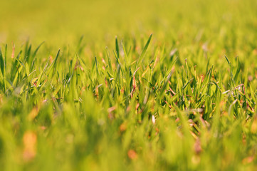 Background of green grass in the foreground and pinky in the background