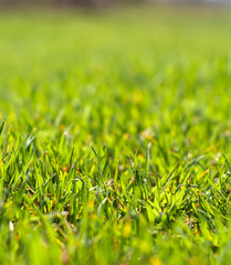 Background of green grass in the foreground and pinky in the background