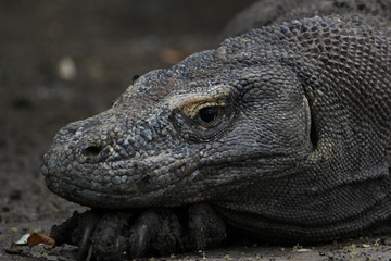 Dragon Komodo