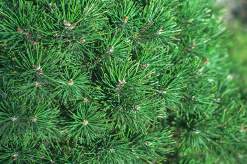Background from green branches of pine