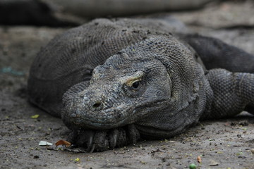 Dragon Komodo
