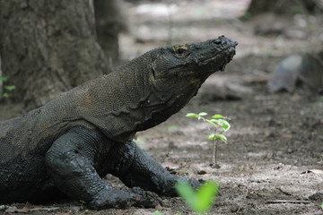 Obraz premium Dragon Komodo