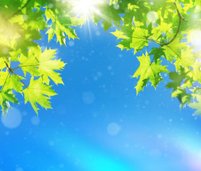 Bright leaves of  maple tree against blue sky