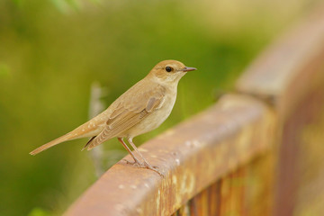 Common Nightingale / Luscinia megarhynchos