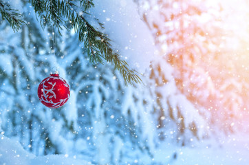 Christmas balls on  branch pine in  snowy forest. Winter festive background