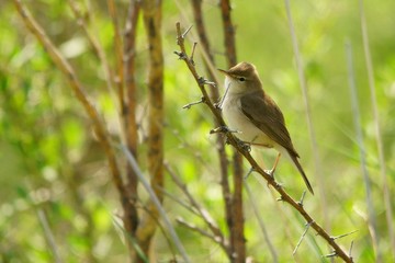 Sykes's Warbler / Iduna rama