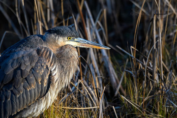 Portrait of a Great Blue Heron standing at the edge of a grassy marsh, highlighted by a sunbeam