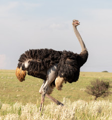 Large male ostrich 