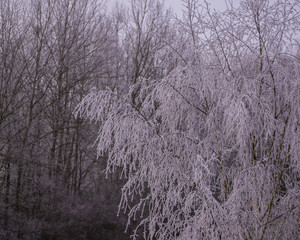 natur frost winter