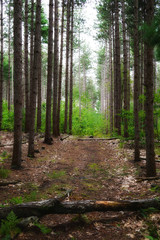 Pathway in the forest between trees with falled trunk