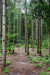 Trunks of tress with Pathway at the park in october