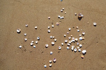Beach detail background