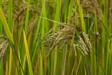 Rice paddy field in harverting season. Closeup of yellow paddy rice field autumn. Royalty high-quality stock video footage of beautiful yellow rice fields prepare the harvest at Northwest Vietnam