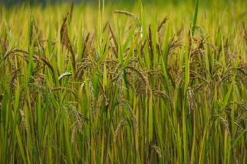 Rice paddy field in harverting season. Closeup of yellow paddy rice field autumn. Royalty high-quality stock photo image of yellow rice fields prepare harvest with blur background for design