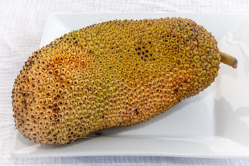A large jackfruit fresh from the tree