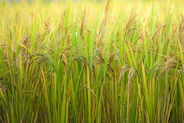 Rice field. Closeup of yellow paddy rice field with golden sun rising in autumn. Royalty high-quality free stock image of beautiful close up of organic rice fields or paddy field prepare the harvest