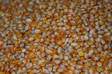 Corn bean seed. Royalty high-quality free stock image heap of yellow corn beans seed, corn background with copy space. Yellow corn beans is very nutritious