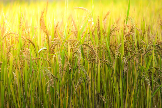 Rice field. Closeup of yellow paddy rice field with golden sun rising in autumn. Royalty high-quality free stock image of beautiful close up of organic rice fields or paddy field prepare the harvest