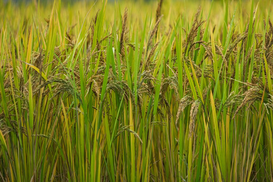 Rice paddy field in harverting season. Closeup of yellow paddy rice field with green leaf in autumn. Royalty high-quality free stock image of ripe rice fields. Paddy rice fields prepare harvest