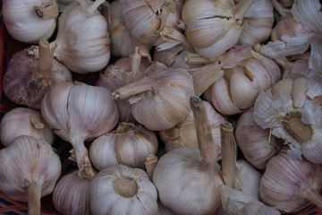 White purple Italian garlic bulbs for sale in market. Royalty high-quality free stock image of many loose heads of white purple garlic for sale. Close up of garlic background
