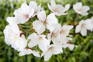 White Cherry Blossoms