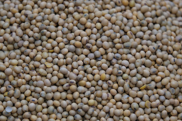Soya bean seed, soybeans or Glycine max. Royalty high-quality free stock image heap of Soya bean seed, soybeans background with copy space.  Soy bean is very nutritious