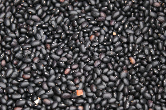 Black bean seed or Vigna cylindrica Skeels, Vigna unguiculata Walp. Royalty high-quality free stock image of black bean seed background with copy space 