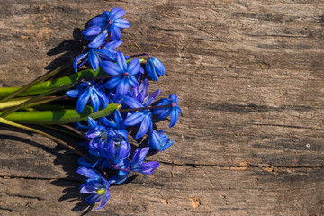 Blue scilla flowers on rustic wooden background