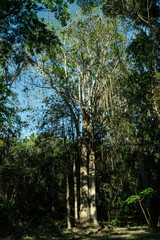 Fototapeta premium trees in the forest