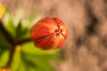Background with closed red lily bud