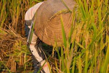 Harvest season. A woman farmer harvesting ripe rice by hand, sickle on yellow rice field. Royalty high-quality free stock image of woman farmer with traditional conical hat working on the rice field