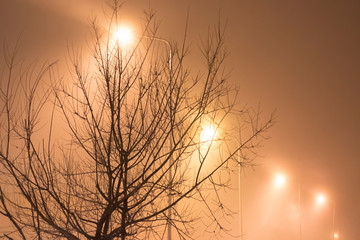 silhouette of a tree in frosty fog on the background of lanterns