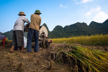 Obraz premium Cao Bang, Vietnam 10-2018: Harvest season. Group of farmers harvesting ripe rice by hand, sickle, machine on yellow rice field. Farmer work reaping the rice field by sickle. Rural scenery ripe paddy 