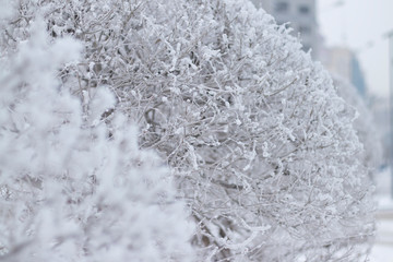 trimmed bushes under snow