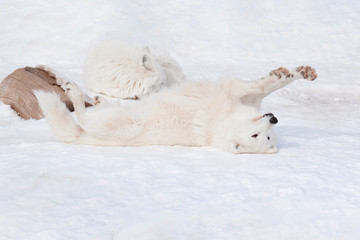 Wild alaskan tundra wolf is basking in the winter sun. Canis lupus arctos.