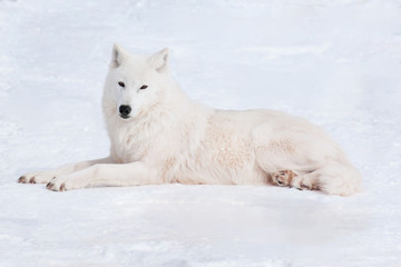 Wild arctic wolf is lying on white snow. Close up. Animals in wildlife. Canis lupus arctos.
