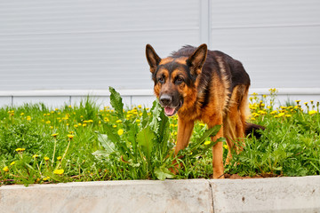 Dog German Shepherd in a grass in a summer