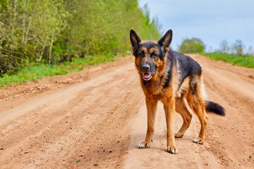 Dog German shepherd on a dirt road in a summer