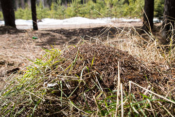 Fototapeta premium Ant hill in a pine forest in early spring
