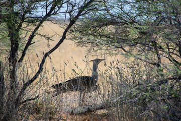 2018-10 Namibia