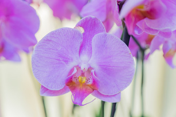 close up of blooming purple  Phalaenopsis or Moth dendrobium Orchid flower.