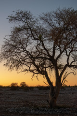 Fototapeta na wymiar 2018-10 Namibia