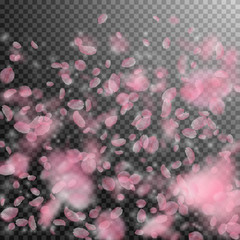 Fototapeta premium Sakura petals falling down. Romantic pink flowers 