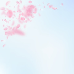 Sakura petals falling down. Romantic pink flowers 